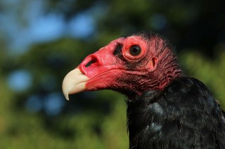 ajb239