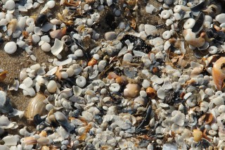 petten2016-17