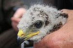 buizerd-jong