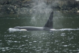 canada-2009-09-orca-1