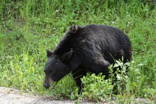 canada-2011-14-051