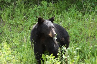 canada-2011-14-052