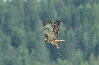 canada-2011-22-033