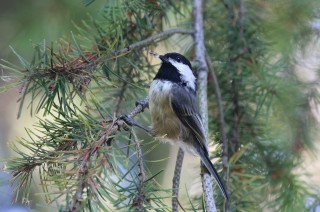 canada-2016-02-47