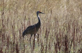 canada-2016-02-52