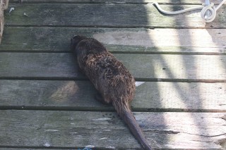 canada-2016-04-36