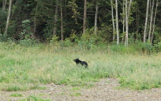 canada-2016-17-35
