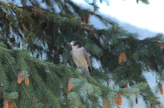 canada-2016-23-02