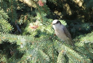 canada-2016-23-04