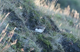 ijsland-2017-05-104