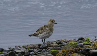ijsland-2017-07-001