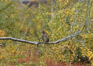 ijsland-2017-09-027