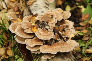 ijsland-2017-09-052