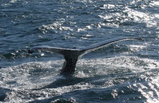 ijsland-2017-10-029
