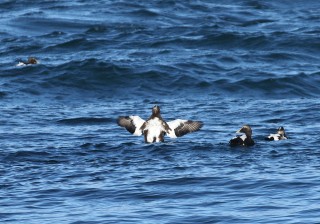 ijsland-2017-10-059