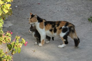 lesbos-2010-04-06