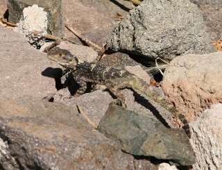 lesbos-2010-05-11