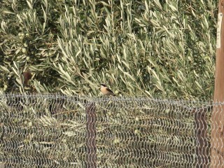 lesbos-2010-07-01