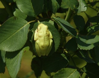 lesbos-2010-07-07