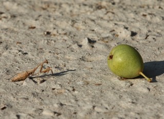 lesbos-2010-07-21