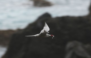 madeira-2019-07-009